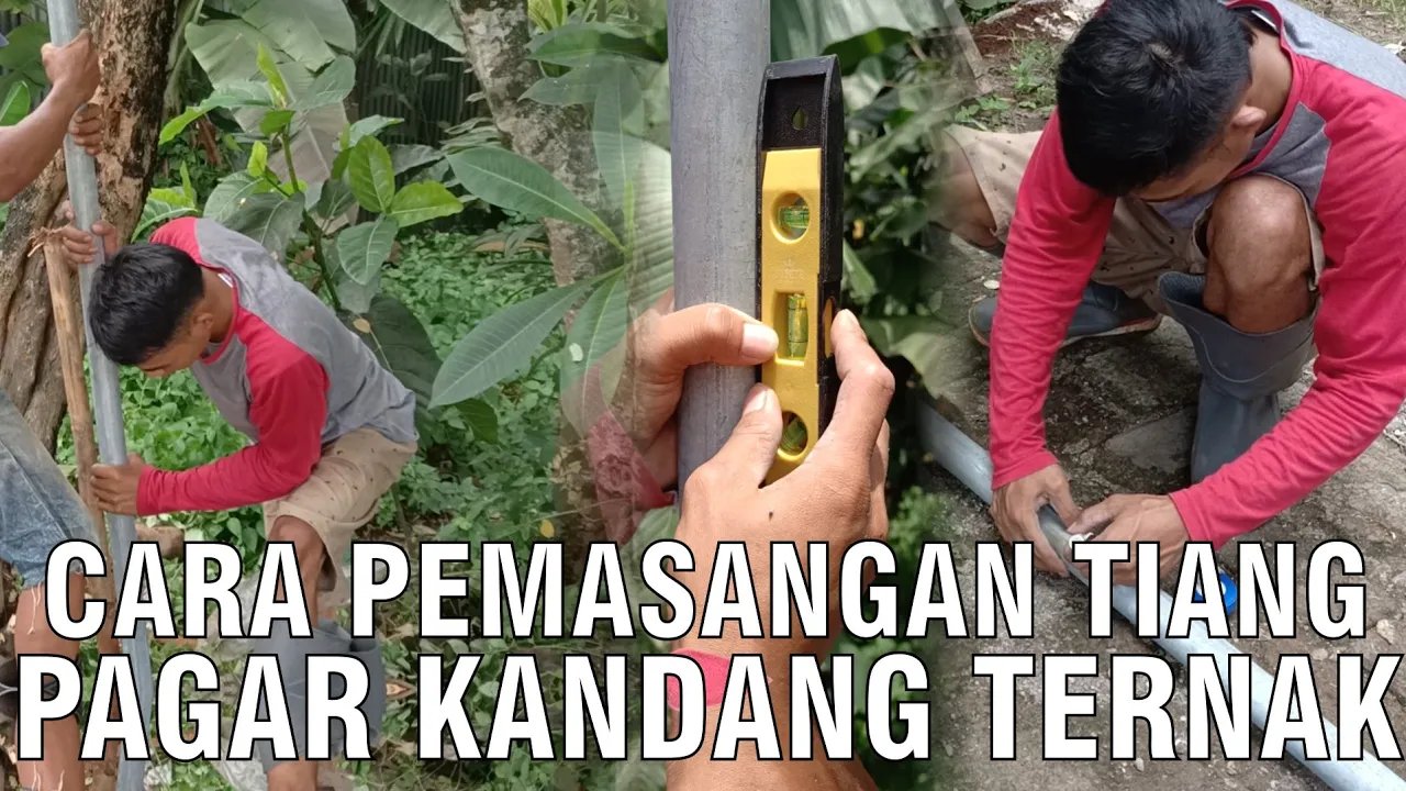 
                                 Pemasangan-Tiang-Kandang-Ternak